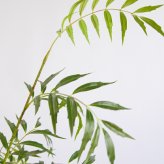 観葉植物 造花 マホニア コンフューサ BROWN 全高約150cm 大型 フェイクグリーン 本物そっくり おしゃれ インテリア 人工観葉植物 アーティフィシャルグリーン オフィス 店舗 ホテル 開店祝い 室内 ナリヒラヒイラギナンテン フェイク