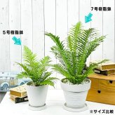 PLANCHU 観葉植物 ブレクナム シルバーレディ 5号樹脂鉢 ホワイト サスティー付き 受け皿付き 育て方説明書付き Blechnum gibbum ‘Silver Lady’ シダ植物