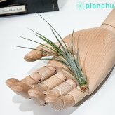 PLANCHU メール便発送 エアプランツ ティランジア ジュンセア Sサイズ 1株 W3×H10cm前後 育て方説明書付き Tillandsia juncea エアープランツ チランジア