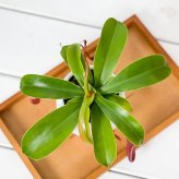 PLANCHU 食虫植物 ネペンテス 3号丸鉢 育て方説明書付き Nepenthes ウツボカズラ