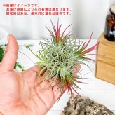 PLANCHU エアプランツ ティランジア イオナンタ フエゴ クランプ 1株 W8×H8cm前後 育て方説明書付き Tillandsia ionantha ‘Fuego’ エアープランツ チランジア 群生株