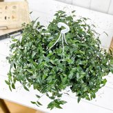 PLANCHU 観葉植物 ブライダルベール 5号吊り鉢 育て方説明書付き Gibasis pellucida ギバシス ペルキダ 鉢花