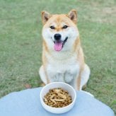 わんちゃんとねこちゃんの「ごほうびふりかけ」４種入 / Dog・Cat ドッグフード キャットフード おやつ【送料無料】