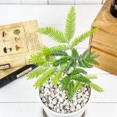 PLANCHU 観葉植物 コヨバ エバーフレッシュ 4号樹脂鉢 ホワイト サスティー付き 受け皿付き 育て方説明書付き Cojoba arborea var. angustifolia アカサヤネムノキ