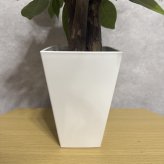 観葉植物 パキラ グラブラ 3本立ち ミニ 卓上 小さい 4号 高さ約35cm 白 スクエア鉢 マネーツリー 育てやすい 耐陰性 インテリア デスク 棚 一人暮らし 誕生日 引っ越し祝い 就職祝い 退職祝い お礼 プチギフト お祝い ギフト プレゼント おしゃれ