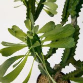 観葉植物 造花 ユーフォルビア BROWN 全高約112cm 中型 フェイクグリーン 本物そっくり おしゃれ インテリア 人工観葉植物 アーティフィシャルグリーン オフィス 店舗 ホテル 開店祝い 室内 多肉植物 フェイク