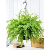 PLANCHU 観葉植物 ネフロレピス ツデー 7号吊り鉢 育て方説明書付き Nephrolepis exaltata ‘Teddy Junior’ ボストンファーン ボストンファン シダ植物