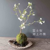 桜・・・そう聞くだけで心和む景色を貴方のもとへ【富士桜（湖上の舞）の苔玉・くらま器セット】