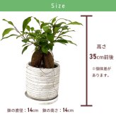 ガジュマル 5号 利休陶器 高さ約35cm 観葉植物