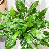 PLANCHU 観葉植物 スパティフィラム 10号鉢 受け皿付き 育て方説明書付き Spathiphyllum hybrids アロイド 大株 充実株