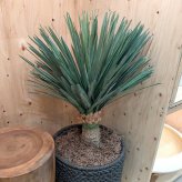 観葉植物 造花 ユッカ・リギダ BROWN 全高約88cm フェイクグリーン 高級 本物そっくり リアル おしゃれ 多肉植物 インテリア 人工観葉植物 アーティフィシャルグリーン ドライガーデン モダン オフィス 店舗 開店祝い 室内 リビング 玄関 風水 青年の木