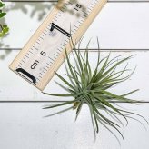 PLANCHU エアプランツ ティランジア ストリクタ マゼンタ 1株 W15×H11cm前後 育て方説明書付き Tillandsia stricta ‘Magenta’ エアープランツ チランジア