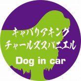 Dog in car ドッグインカー ステッカー カーステッカー キャバリアキングチャールズスパニエル 毛筆書体 パープルグリーン シール 煽り運転対策 カーサイン
