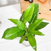 PLANCHU 観葉植物 スパティフィラム 4号鉢 受け皿付き 育て方説明書付き Spathiphyllum hybrids アロイド