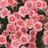 早春苗 ミーテ miite ピーチラテ 肥料付き 3号ポット花付き苗 花の苗 サントリーフラワーズ  ナデシコ属