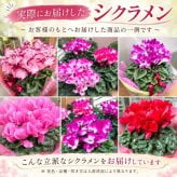 シクラメン 6号 鉢植え 送料無料 最高級シクラメン ビクトリア鉢花 6号 お歳暮 花 ギフト 誕生日 プレゼント 鉢植え 花鉢 フラワー 生花 クリスマス 自宅用 メッセージ 6寸 季節の花 季節の花鉢 おしゃれ 贈り物 花ギフト 誕生日プレゼント 北海道配送可