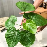 PLANCHU 観葉植物 フィカス ウンベラータ 4号鉢 受け皿付き 育て方説明書付き Ficus umbellata ゴムノキ