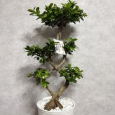 ガジュマル 観葉植物 八の字 8号鉢苗 大型 盆栽 末広がりの8の字 室内 珍しい 希少種 多幸の木 幸福をもたらす精霊が住むガジュマルの木 おしゃれなインテリア 結婚祝い 新築祝い 開店祝い 開業祝い 誕生日 母の日 父の日 記念日 プレゼントギフト 肥料別売り 敬老の日