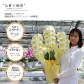 希少 純国産 胡蝶蘭 花持ち長い 大輪 3本立ち 33輪～ 23,800円【煌華(きらか)】 黄色 画像配信あり 産地直送 お祝い 母の日ギフト 縁起良い 商売繁盛 長寿祝 開店祝 開業祝 移転祝 就任祝 昇進祝 当選祝 当日発送 日本橋 銀座 王立園芸協会登録商品