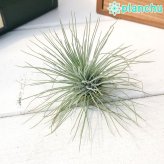 PLANCHU エアプランツ ティランジア フックシー グラシリス Lサイズ 1株 W8×H5cm前後 育て方説明書付き Tillandsia fuchsii forma gracilis グラキリス エアープランツ チランジア
