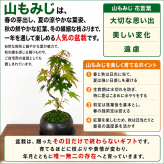 もみじ 人気ギフト 送料無料 盆栽 山もみじ 日時指定可 育て方ガイド付 ラッピング無料 記念樹 鉢植え シンボルツリー 日本庭園 苔リウム 盆栽 もみじ 室内 初心者 おしゃれ 花 誕生日 引っ越し 還暦 退職 お祝い 母の日 父の日 プレゼント