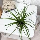 PLANCHU 観葉植物 ワリシア キアネア 4号鉢 受け皿付き 育て方説明書付き Wallisia cyanea ハナアナナス ブロメリア ティランジア チランジア