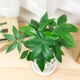 PLANCHU 観葉植物 パキラ ネジリ 実生株 4号鉢 受け皿付き 育て方説明書付き Pachira glabra 発財樹