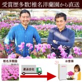 ＼早割！8/31の16時まで／ 敬老の日 ギフト プレゼント 早割 人気 花 生花 蘭 胡蝶蘭 鉢植え ミディ 2.5号 洋蘭園 フラワーギフト バウムクーヘン スイーツ お菓子 洋菓子 花とお菓子 60代 70代 80代 90代 おじいちゃん おばあちゃん 孫 孫から おいもや