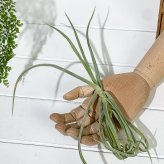 PLANCHU エアプランツ ティランジア ドーラティ 1株 W25×H25cm前後 育て方説明書付き Tillandsia duratii ドゥラティ エアープランツ チランジア