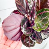 PLANCHU 観葉植物 カラテア ドッティ 4号鉢 受け皿付き 育て方説明書付き Calathea roseopicta ‘Dottie’