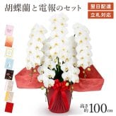 【送料無料】 大輪胡蝶蘭 ５本立 ハイグレード 白 【60輪以上】 電報セット可能  フラワー 花 祝電 お祝い ギフト プレゼント 結婚式 結婚祝い 結婚記念日 誕生日 還暦 長寿祝い 記念日 事務所移転 開店 開業祝い 昇進 栄転 就任祝い 定年退職 周年祝い 創立記念 ビジネス 叙勲 受章祝い 孫の日 七五三 いい夫婦の日 クリスマス 成人式 成人祝い 年賀 お正月 翌日配達