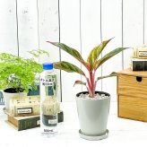PLANCHU 観葉植物 アグラオネマ レッドゴールド 4号鉢 受け皿付き 育て方説明書付き Aglaonema ‘Red Gold’ 幸せを招くタイの宝石 アロイド