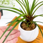 PLANCHU 観葉植物 ワリシア キアネア 3号丸鉢 受け皿付き 育て方説明書付き Wallisia cyanea ハナアナナス ブロメリア ティランジア チランジア