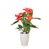 アンスリウム 6号 赤 丸陶器 高さ約65cm 観葉植物