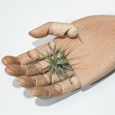 PLANCHU メール便発送 エアプランツ ティランジア イオナンタ 白花 Sサイズ 1株 W3×H3cm前後 育て方説明書付き Tillandsia ionantha ‘White Flower’ エアープランツ チランジア
