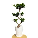 ガジュマル 観葉植物 八の字 8号鉢苗 大型 盆栽 末広がりの8の字 室内 珍しい 希少種 多幸の木 幸福をもたらす精霊が住むガジュマルの木 おしゃれなインテリア 結婚祝い 新築祝い 開店祝い 開業祝い 誕生日 母の日 父の日 記念日 プレゼントギフト 肥料別売り 敬老の日