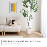 【高さ200cm】光触媒人工観葉植物 パキラ 曲がり 幅55cm×奥行50cm×高さ200cm オフィス 天然木 組立品 お部屋に気軽に飾れて空間を美しく彩るフェイクグリーン 本物の植物のようなリアルな質感とインテリアに馴染む風合いが魅力です
