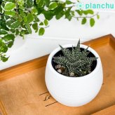 PLANCHU 多肉植物 アロエ ビートル 3号丸鉢 受け皿付き 育て方説明書付き Aloe haworthioides × descoingsii ハオルチオイデス × ディスコイングシー