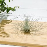 PLANCHU エアプランツ ティランジア フックシー グラシリス Mサイズ 1株 W10×H6cm前後 育て方説明書付き Tillandsia fuchsii forma gracilis グラキリス エアープランツ チランジア