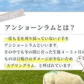 ラグ カーペット 日本製 ムートン 100×200 抗菌 防ダニ 消臭 高級 短毛 ムートンシーツ シーツ シングル 敷きパッド 敷パッド 羊毛 厚手 スプリングラム 本革 ウール 冬 国産 秋冬 四隅ゴムなし