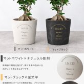 【ガジュマル両親贈呈品】 ガジュマル 記念樹 名入れ 鉢植え 結婚式 ウェディング 子育て感謝状 感謝状 両親プレゼント 両親ギフト 結婚祝い 新居祝い 新郎新婦 記念日 観葉植物 彫刻 インテリア