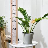 PLANCHU 観葉植物 フィロデンドロン リングオブファイア 5号鉢 受け皿付き 育て方説明書付き Philodendron ‘Ring Of Fire’ リングオブファイヤー 斑入り アロイド