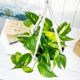 観葉植物 ポトス ゴールデン 5号鉢 樹脂製ハンギング鉢カバー付き 育て方説明書付き
