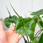 PLANCHU 観葉植物 アロカシア スティングレイ 5号鉢 受け皿付き 育て方説明書付き Alocasia macrorrhizos ‘Stingray’ アロイド