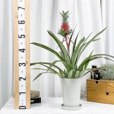 PLANCHU 観葉植物 アナナス サンゴパイン 6号鉢 受け皿付き 育て方説明書付き Ananas cv. パイナップル 花パイン ブロメリア