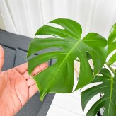 PLANCHU 観葉植物 モンステラ 6号スリット鉢 受け皿付き 育て方説明書付き Monstera アロイド