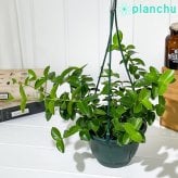 PLANCHU 観葉植物 ホヤ クミンギアナ 5号吊り鉢 育て方説明書付き Hoya cumingiana サクララン 桜蘭