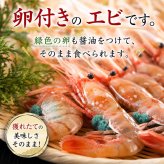特大 子持ち ボタンエビ　2Lサイズ　1ｋｇ（14～18尾入）　ぼたんえび 特大サイ ズ 卵入り 海老味噌も絶品 お刺身用 お寿司用 ぼたん海老