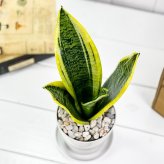 PLANCHU 多肉植物 サンセベリア スパーバ 3.5号鉢 受け皿付き 育て方説明書付き Sansevieria trifasciata ‘Superba’ サンスベリア ローレンチ