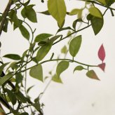 観葉植物 造花 ライベリー BROWN 全高約105cm 中型 フェイクグリーン 本物そっくり おしゃれ インテリア 人工観葉植物 アーティフィシャルグリーン オフィス 店舗 ホテル 開店祝い 室内 インテリアグリーン 枝もの フェイク